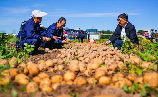 中国人1年吃掉1000亿根薯条，内蒙小城在背后赚大钱